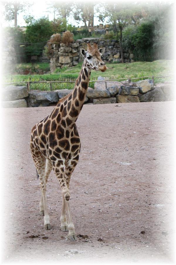 Bed and Breakfast Bulle D Evasion Silly Pres De Pairi Daiza Esterno foto